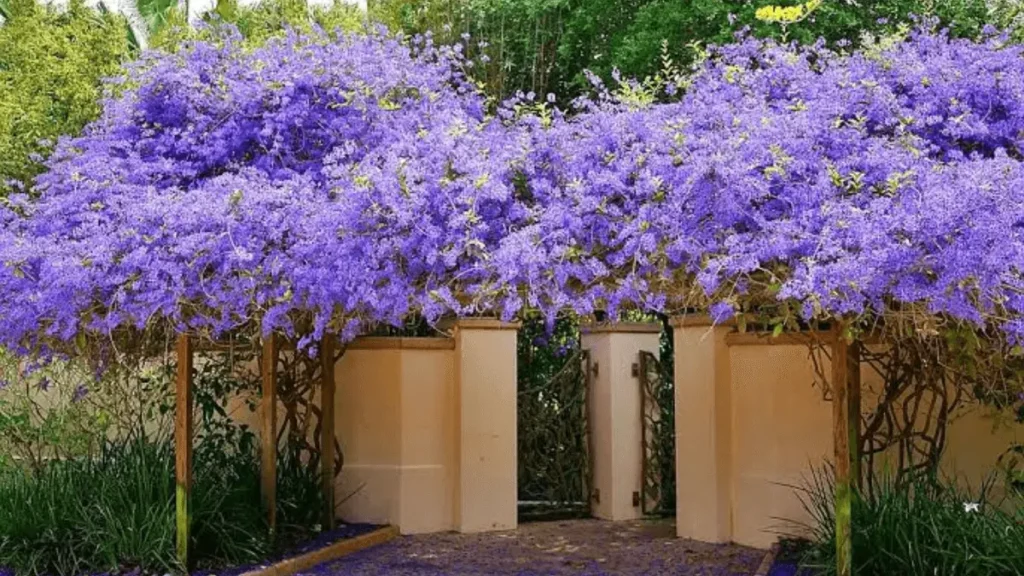 Conheça a Flor Azul Que Decora Jardins e Altares com Elegância e Fé por Todo o Brasil