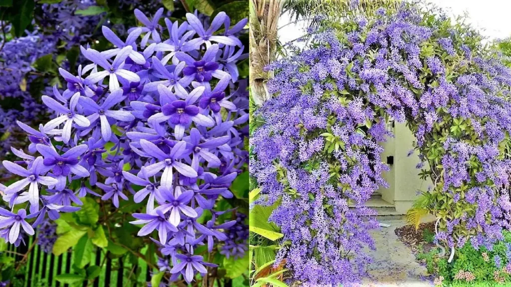 Conheça a Flor Azul Que Decora Jardins e Altares com Elegância e Fé por Todo o Brasil