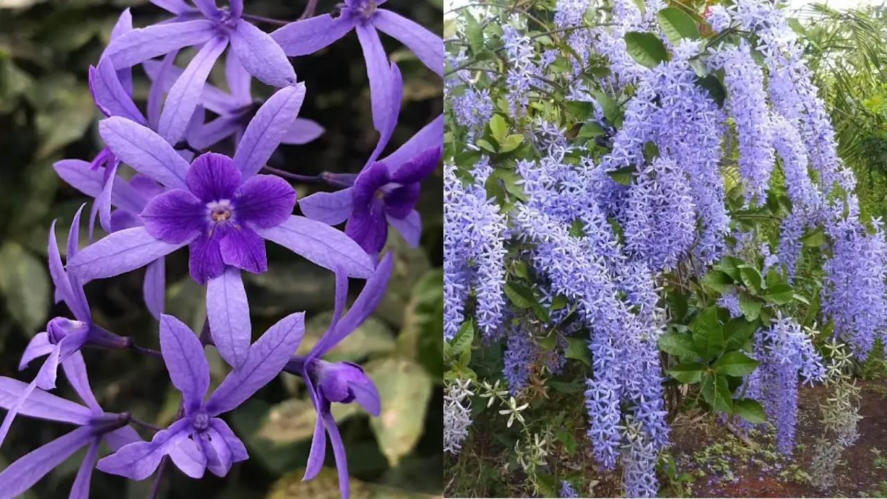 Conheça a Flor Azul Que Decora Jardins e Altares com Elegância e Fé por Todo o Brasil