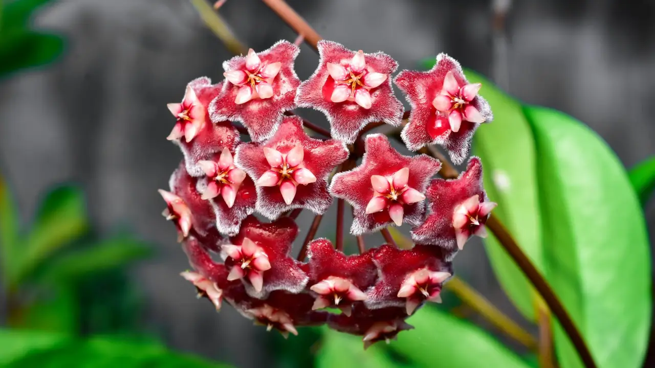 flor-de-cera vermelha