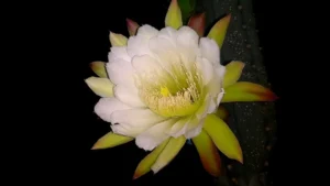 Você Já Viu Esta Flor? A Flor de Mandacaru Intriga Com Sua Beleza Efêmera e Simbologia Nordestina