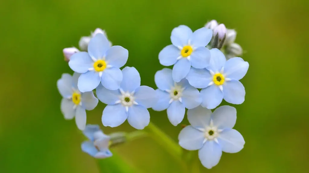 Pequena, mas poderosa: o que a flor de miosótis simboliza para quem a cultiva ou tatua