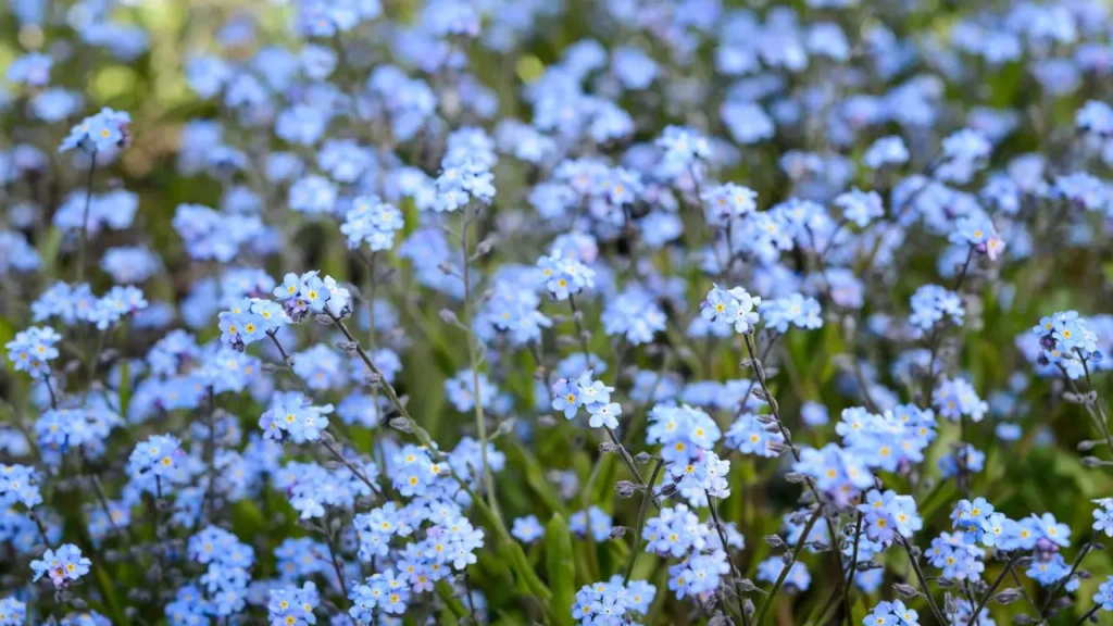 Pequena, mas poderosa: o que a flor de miosótis simboliza para quem a cultiva ou tatua