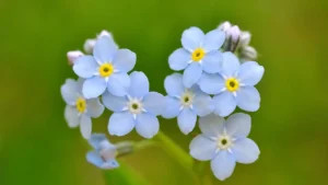 Pequena, mas poderosa: o que a flor de miosótis simboliza para quem a cultiva ou tatua