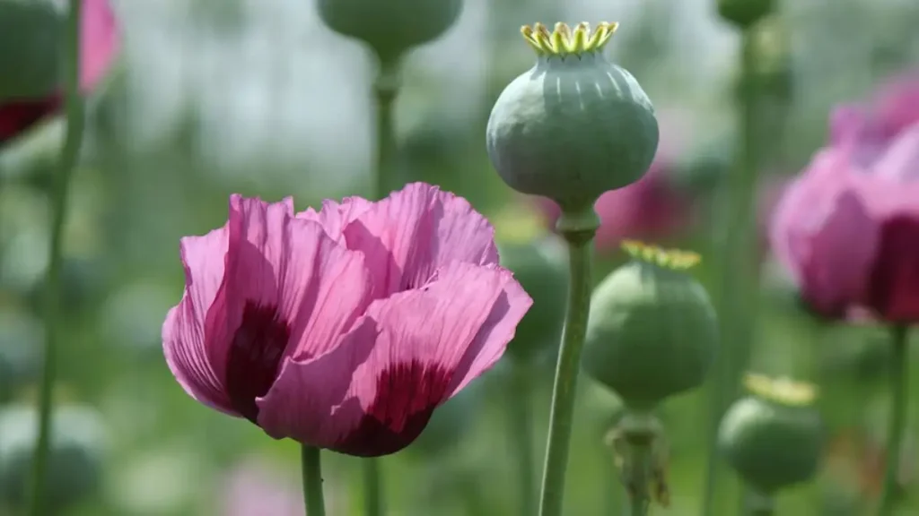 Elegância Proibida: A Bela Flor Que Não Pode Ser Cultivada no Brasil