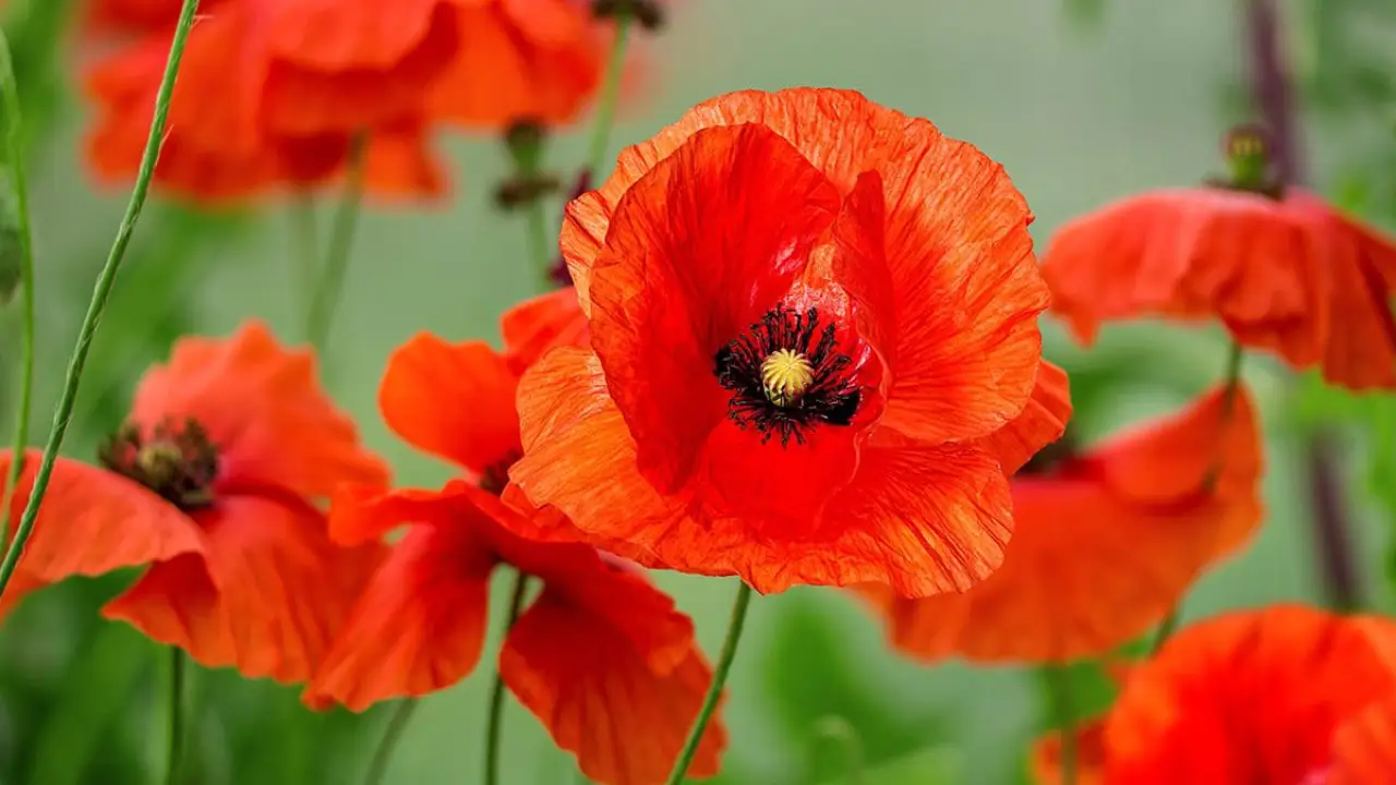 Elegância Proibida: A Bela Flor Que Não Pode Ser Cultivada no Brasil