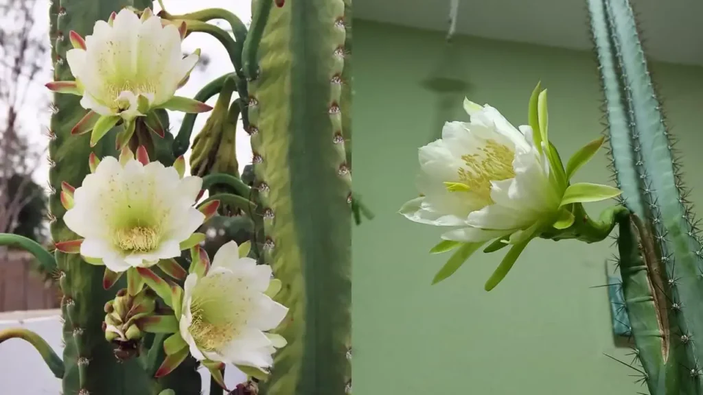 Você Já Viu Esta Flor? A Flor de Mandacaru Intriga Com Sua Beleza Efêmera e Simbologia Nordestina