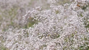 Ela parece simples, mas deixa qualquer arranjo com cara de casamento de luxo