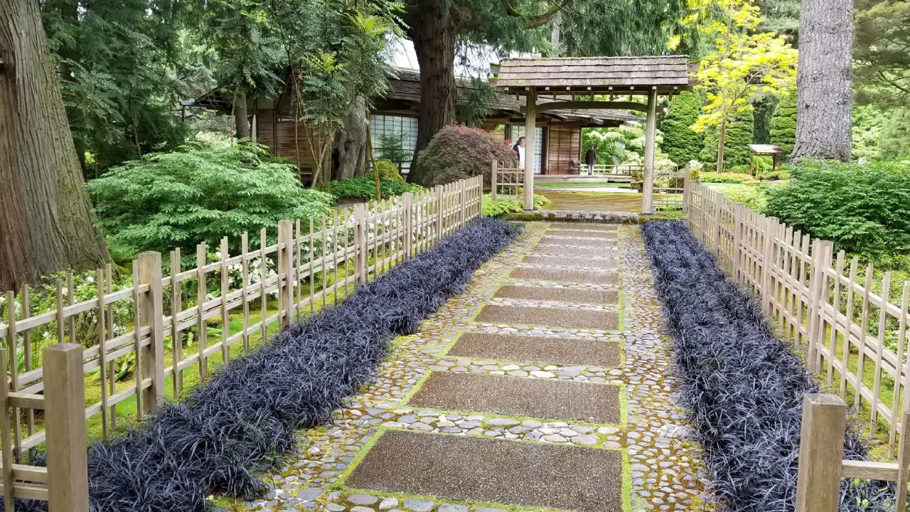 Descubra a grama preta, tendência elegante para bordas e vasos decorativos
