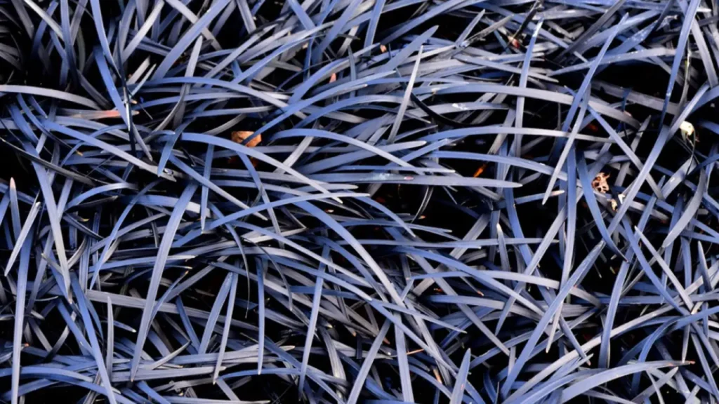 Descubra a grama preta, tendência elegante para bordas e vasos decorativos