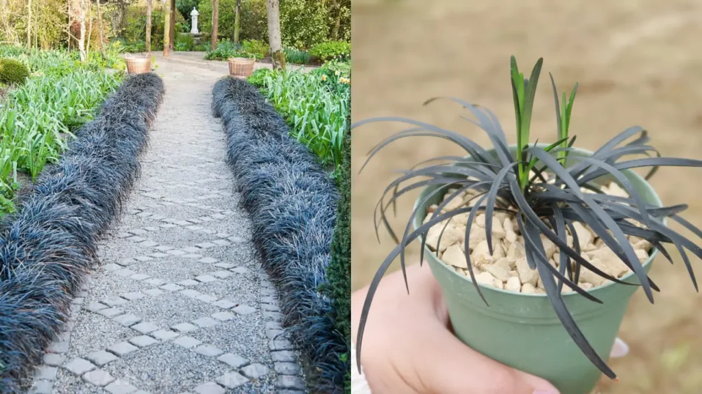 Descubra a grama preta, tendência elegante para bordas e vasos decorativos