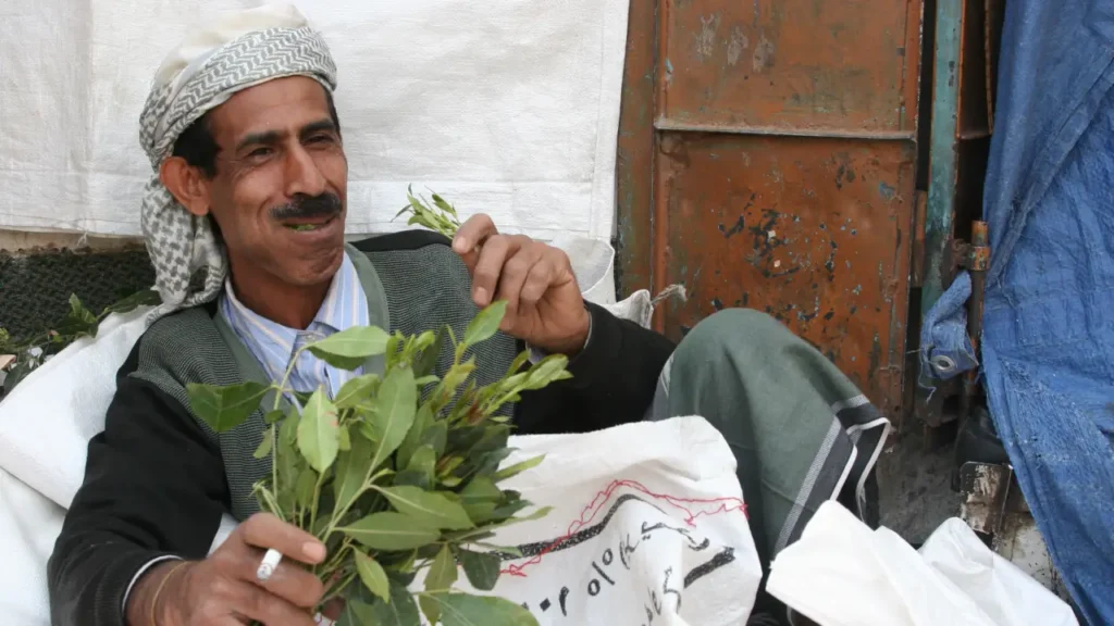 Planta Khat: origem, efeitos e curiosidades sobre essa espécie polêmica