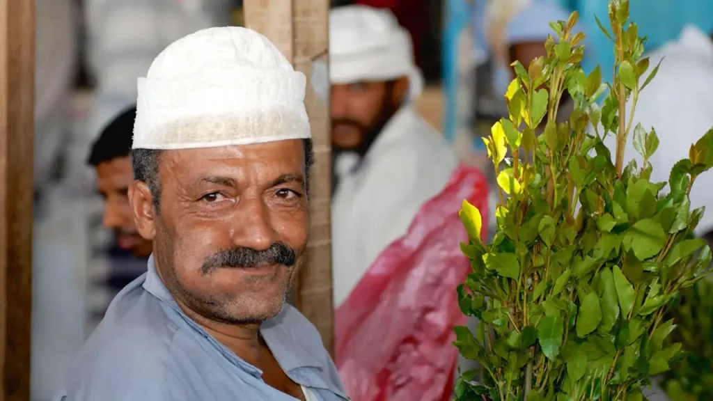 Planta Khat: origem, efeitos e curiosidades sobre essa espécie polêmica