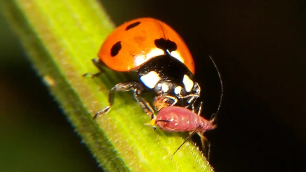 Pulgões: Aprenda Tudo Sobre Esse Inseto