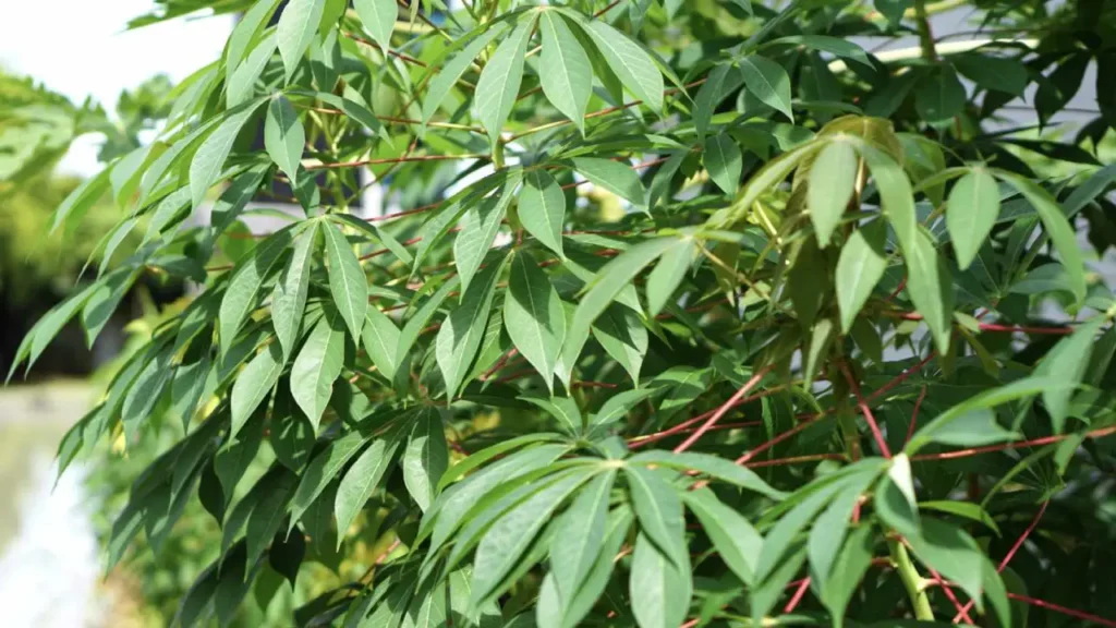 Mais Que Alimento: A Planta Que Preserva Uma das Maiores Tradições Culinárias do Brasil
