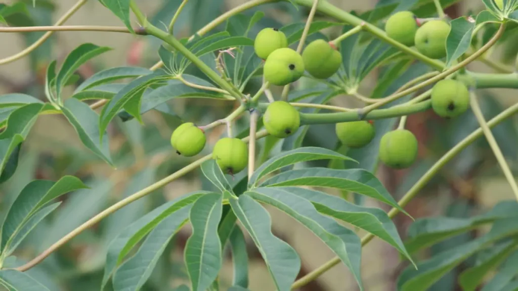 Mais Que Alimento: A Planta Que Preserva Uma das Maiores Tradições Culinárias do Brasil
