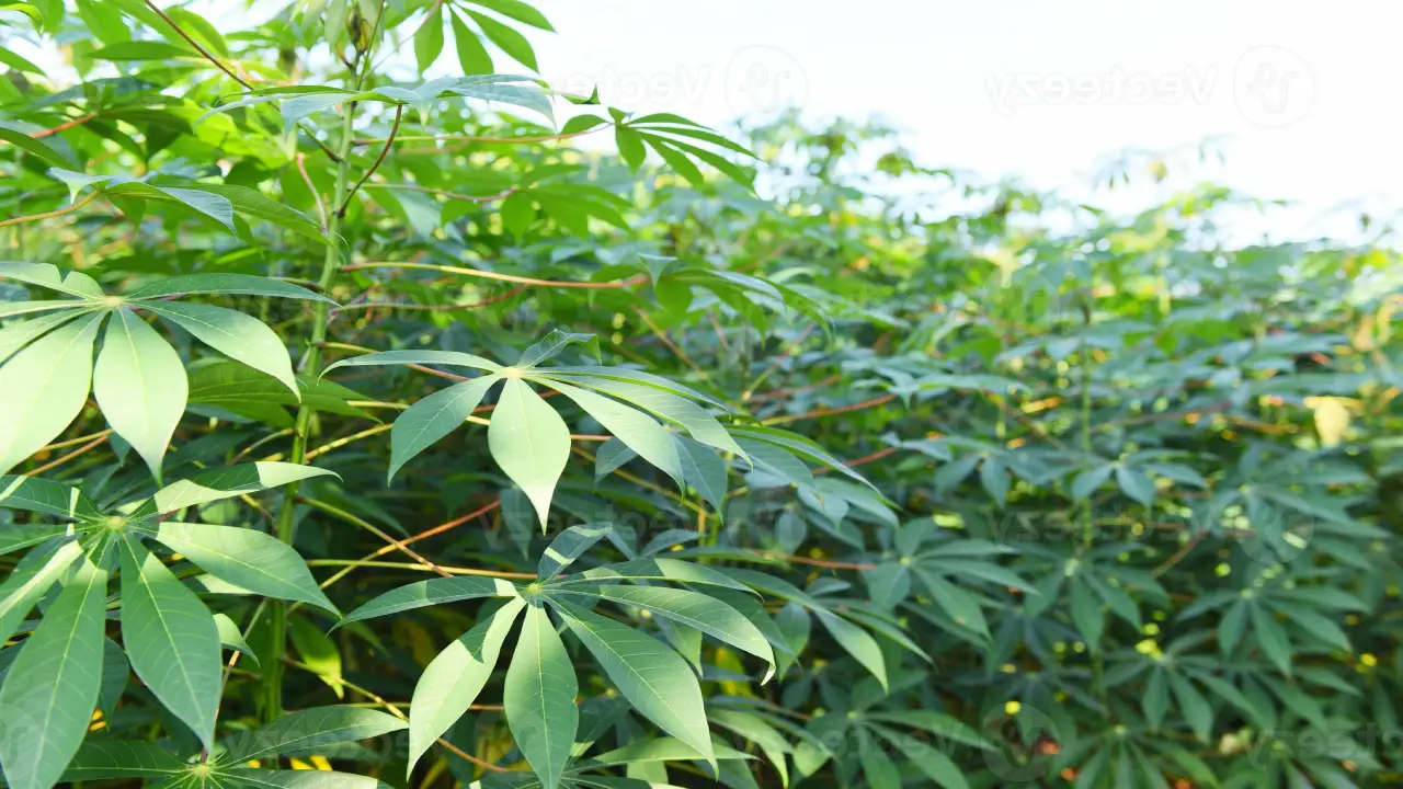 Mais Que Alimento: A Planta Que Preserva Uma das Maiores Tradições Culinárias do Brasil