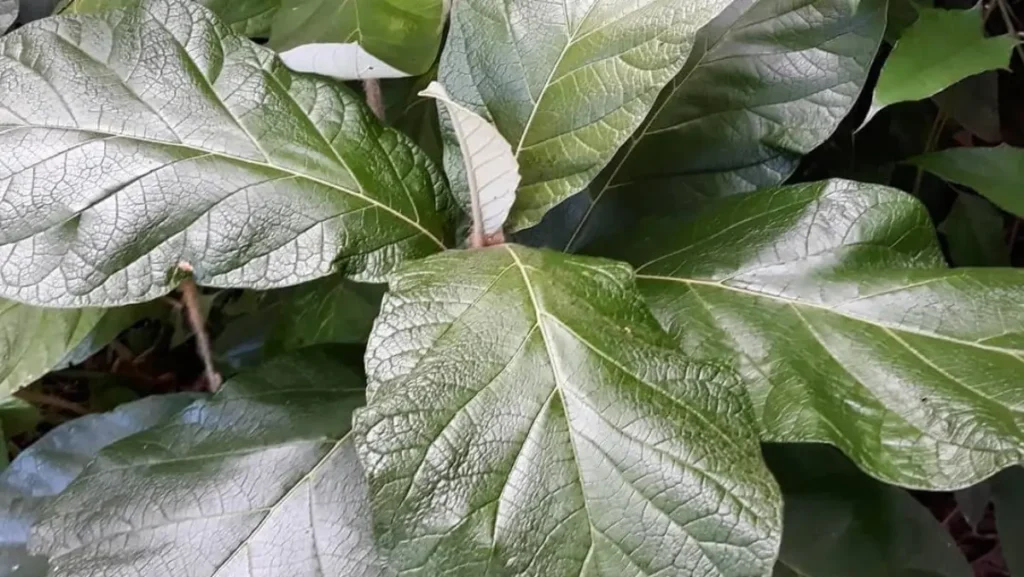 Planta ‘Cura-Tudo’ Intriga Pesquisadores e Ainda Divide Opiniões
