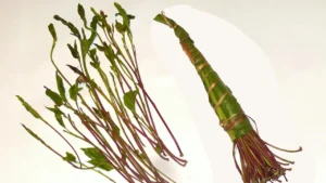 Planta Khat: origem, efeitos e curiosidades sobre essa espécie polêmica