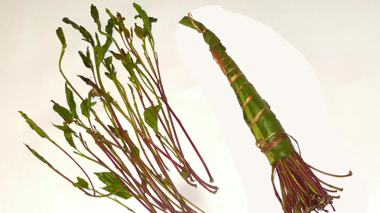 Planta Khat: origem, efeitos e curiosidades sobre essa espécie polêmica