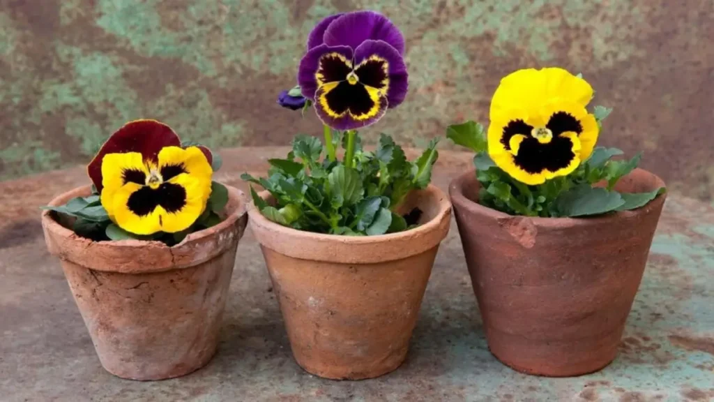 Conheça a flor que simboliza amor eterno e traz beleza aos jardins
