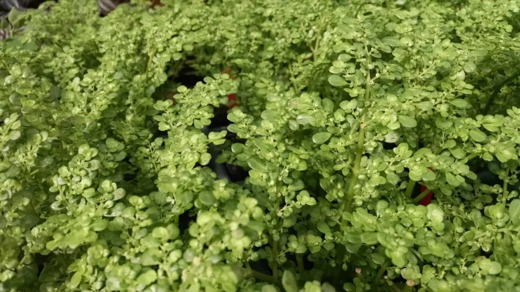 Planta Nativa Se Torna a Alternativa Mais Prática Para Cobrir o Solo Gastando Muito Pouco