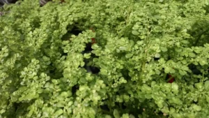 Planta Nativa Se Torna a Alternativa Mais Prática Para Cobrir o Solo Gastando Muito Pouco