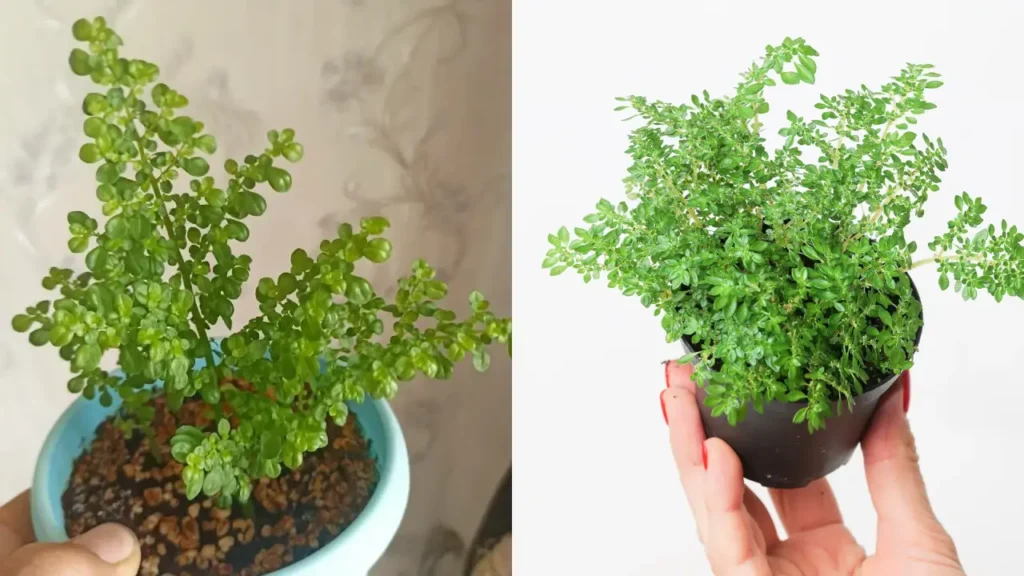 Planta Nativa Se Torna a Alternativa Mais Prática Para Cobrir o Solo Gastando Muito Pouco