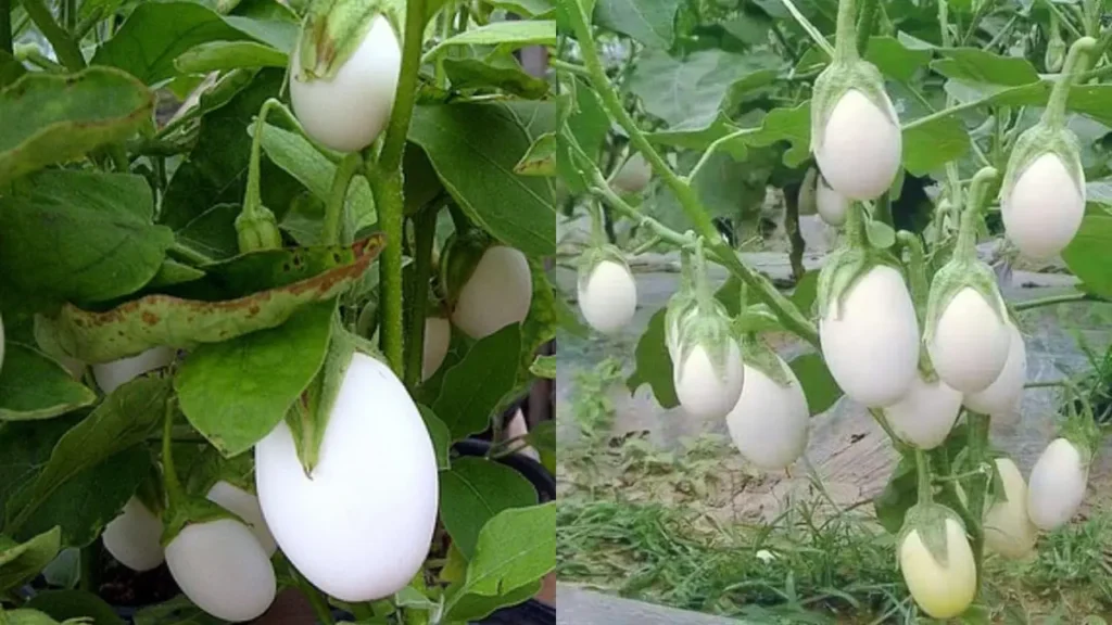 Você Já Viu Essa Planta? Ovo de Galo Intriga Jardineiros Pelo Formato Surpreendente