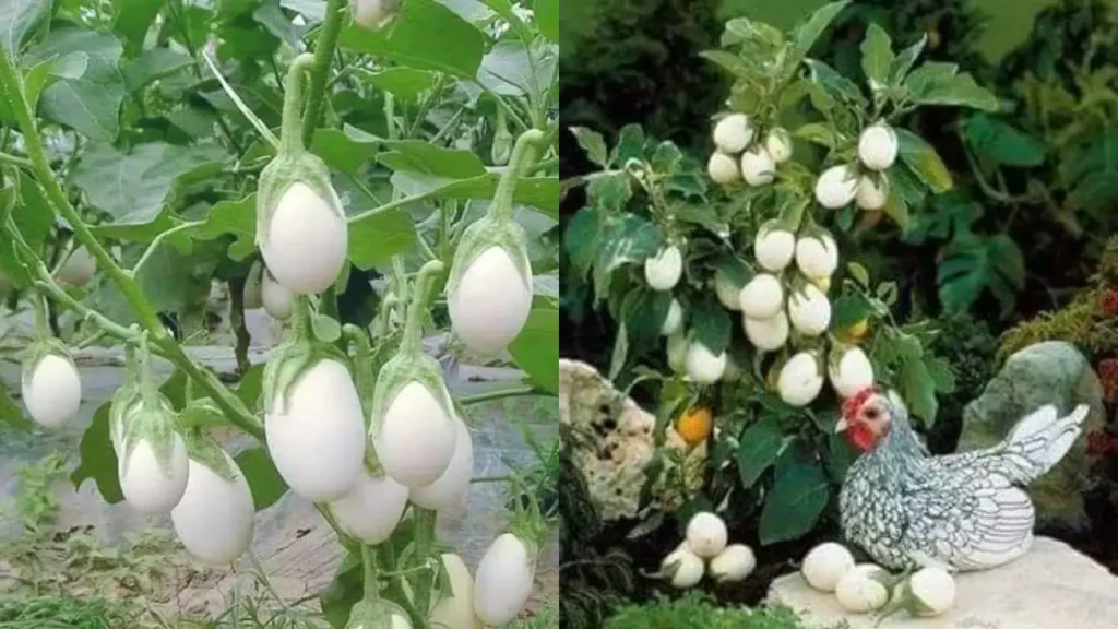 Você Já Viu Essa Planta? Ovo de Galo Intriga Jardineiros Pelo Formato Surpreendente