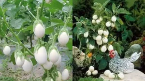 Você Já Viu Essa Planta? Ovo de Galo Intriga Jardineiros Pelo Formato Surpreendente