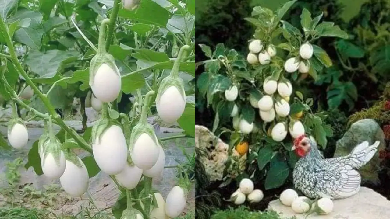 Você Já Viu Essa Planta? Ovo de Galo Intriga Jardineiros Pelo Formato Surpreendente