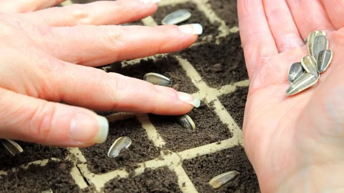 Como Plantar Semente De Girassol e Ver Brotar Sem Dor de Cabeça