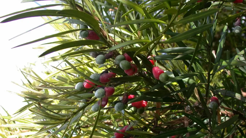 Como transformar seu jardim com podas estratégicas de podocarpo