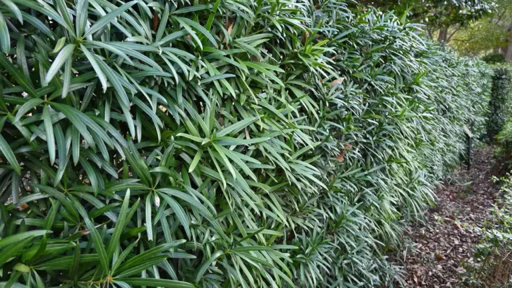 Como transformar seu jardim com podas estratégicas de podocarpo