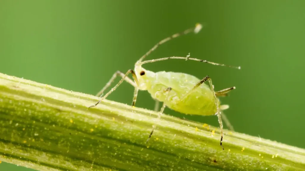 Pulgões: Aprenda Tudo Sobre Esse Inseto