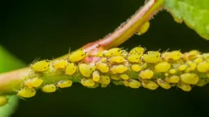 Pulgões: Aprenda Tudo Sobre Esse Inseto