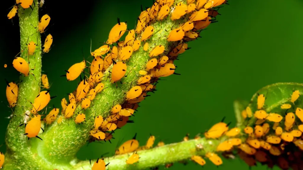 Pulgões: Aprenda Tudo Sobre Esse Inseto