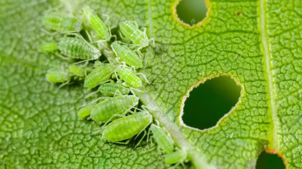 Pulgões: Aprenda Tudo Sobre Esse Inseto