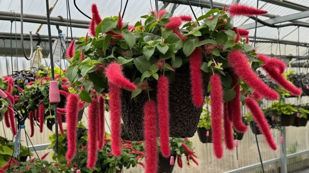 Rabo-De-Gato: Aprenda Tudo Sobre Essa Planta