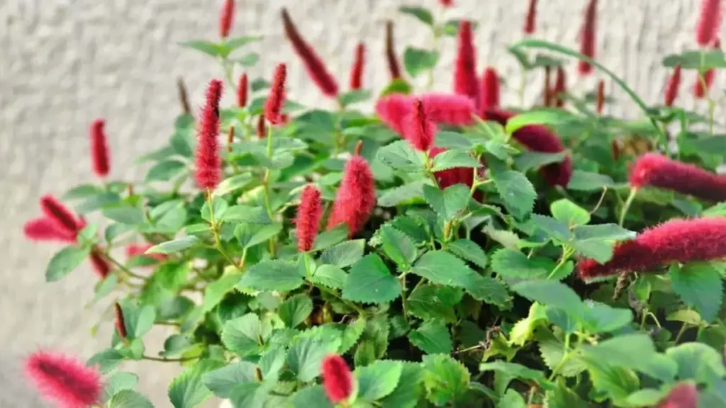 Rabo-De-Gato: Aprenda Tudo Sobre Essa Planta