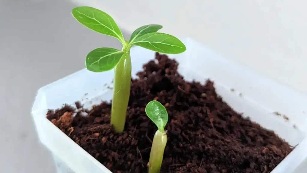 mudas de rosa do deserto