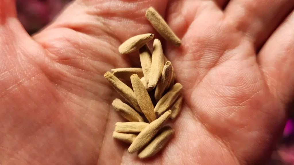 semente de rosa do deserto