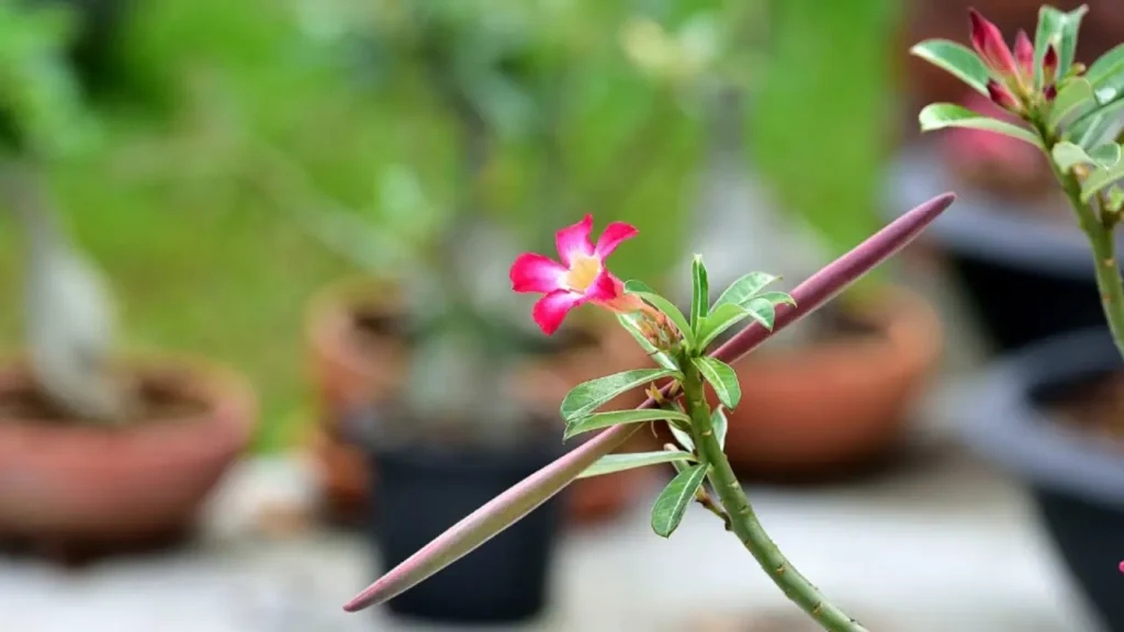 rosa do deserto com sementes