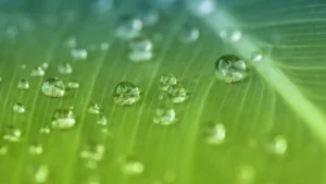 transpiração das plantas