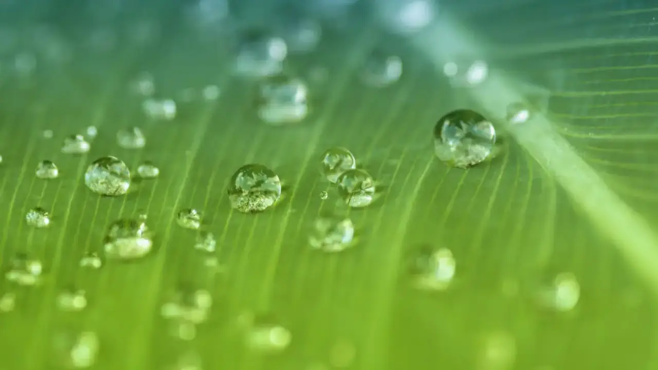 transpiração das plantas