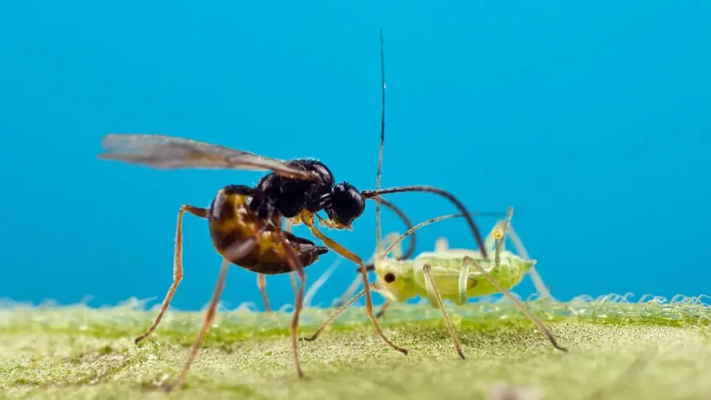 Pulgões: Aprenda Tudo Sobre Esse Inseto