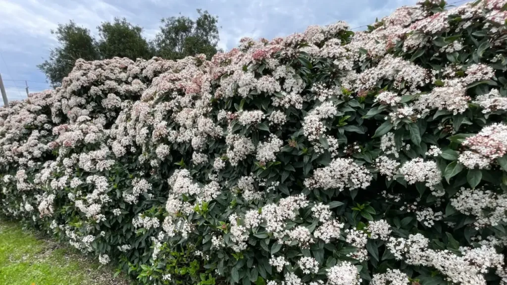 Quer mais proteção e beleza no jardim? Veja 6 plantas ideais para cerca viva