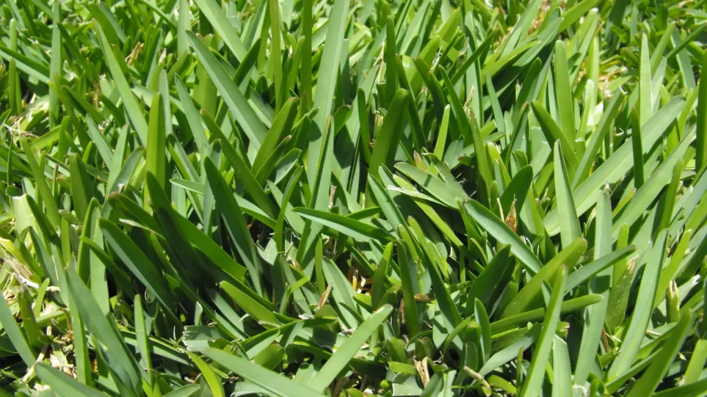 Qual A Melhor Grama Para Campo De Futebol Profissional: Guia Completo Para Escolha Ideal