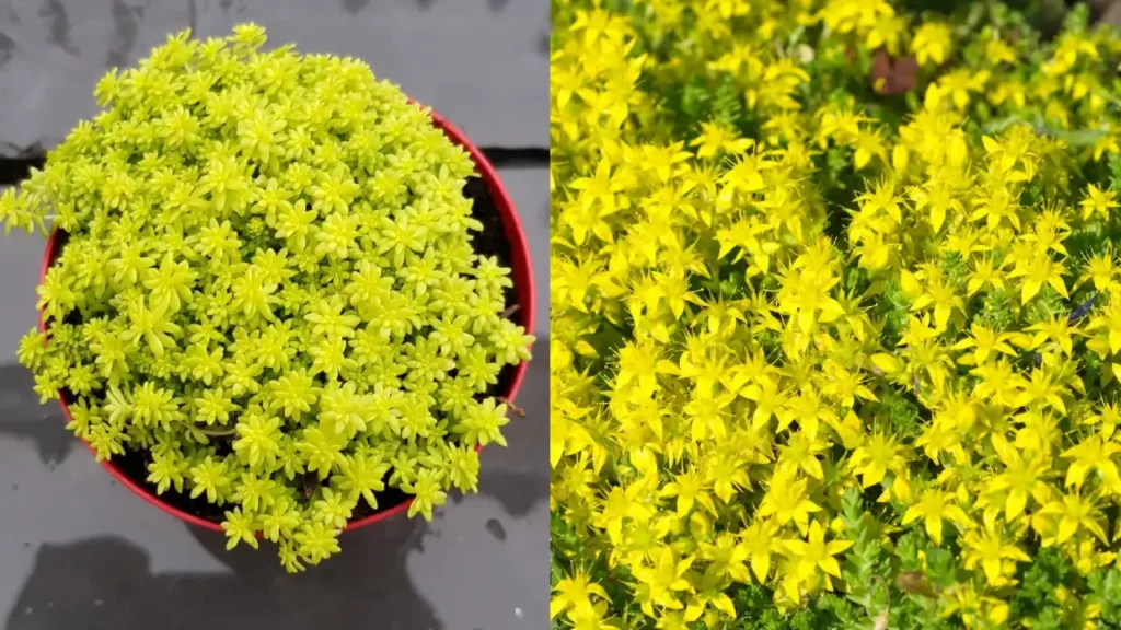 Carpete-dourado (Sedum acre)
